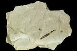 Fossil Cranefly (Tipulidae) - Green River Formation, Utah #111404-1